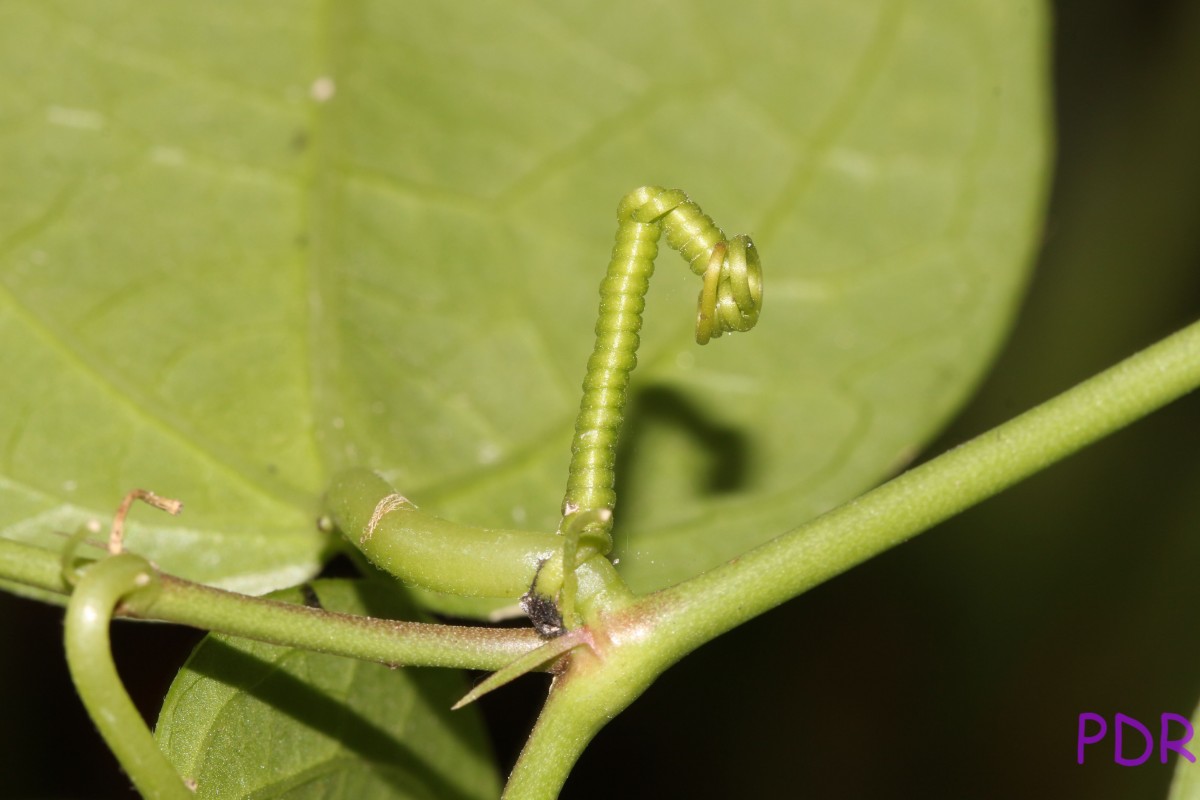 Passiflora suberosa L.